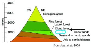 A schematic cross-section of a Canary Island. The laurel-dominated rainforest is a wedge between the semiarid country below and the pine forest above.