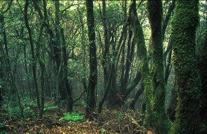 Under the canopy - low, small trees, but it's cool, wet and moss-covered. Canary Islands