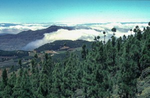 Cloud below pine forest, Canary Islands.
