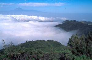 Cloud below pine forest, Canary Islands.