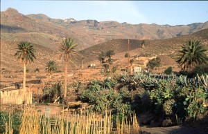 Typical lowland vegetation of the Canary Islands - semi arid and with palm trees.